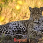 Liopad: Meaning, Origin, Digital Identity, Uses & Why It’s Trending Online