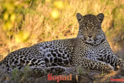 Liopad: Meaning, Origin, Digital Identity, Uses & Why It’s Trending Online