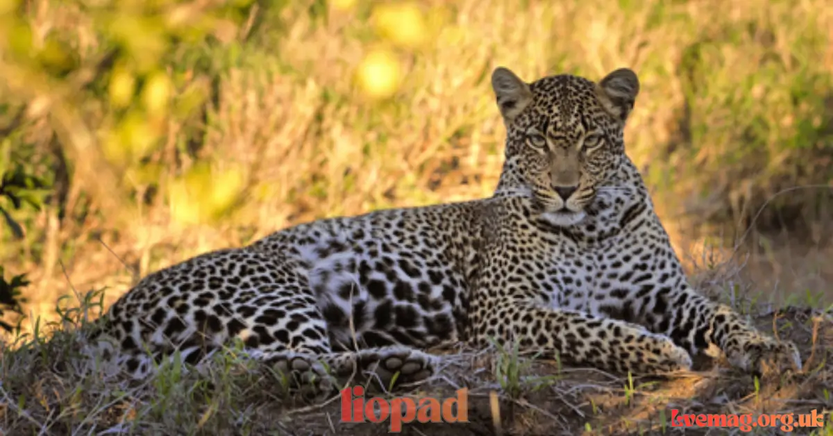 Liopad: Meaning, Origin, Digital Identity, Uses & Why It’s Trending Online