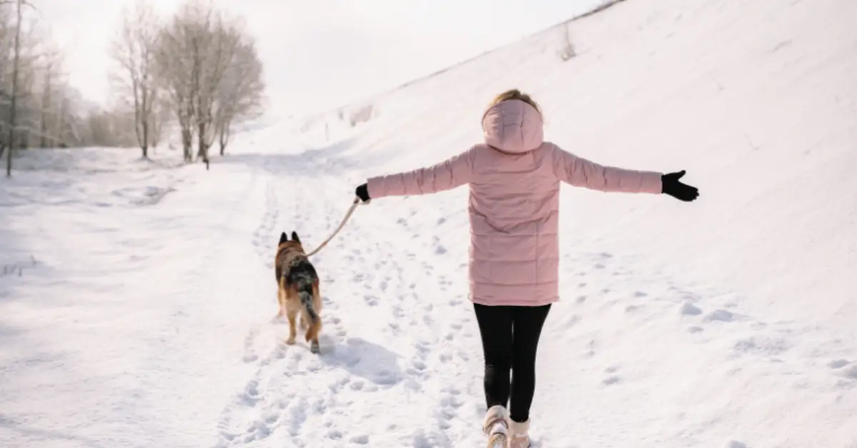 How to Keep Your Dog Safe During Winter Walks