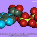 Nukleotidy